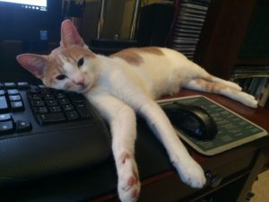 cat-computer